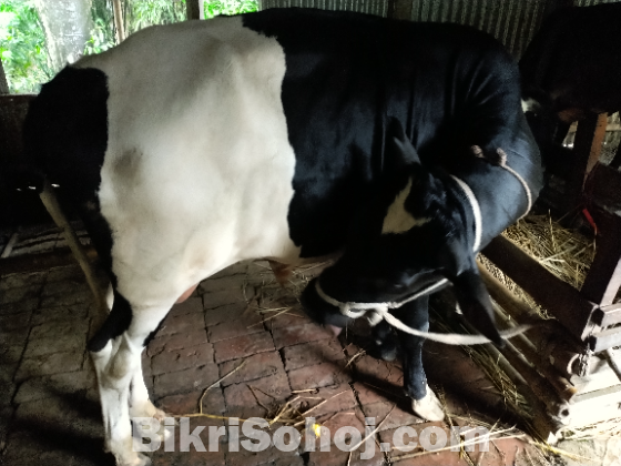 ষাঁড় গরু